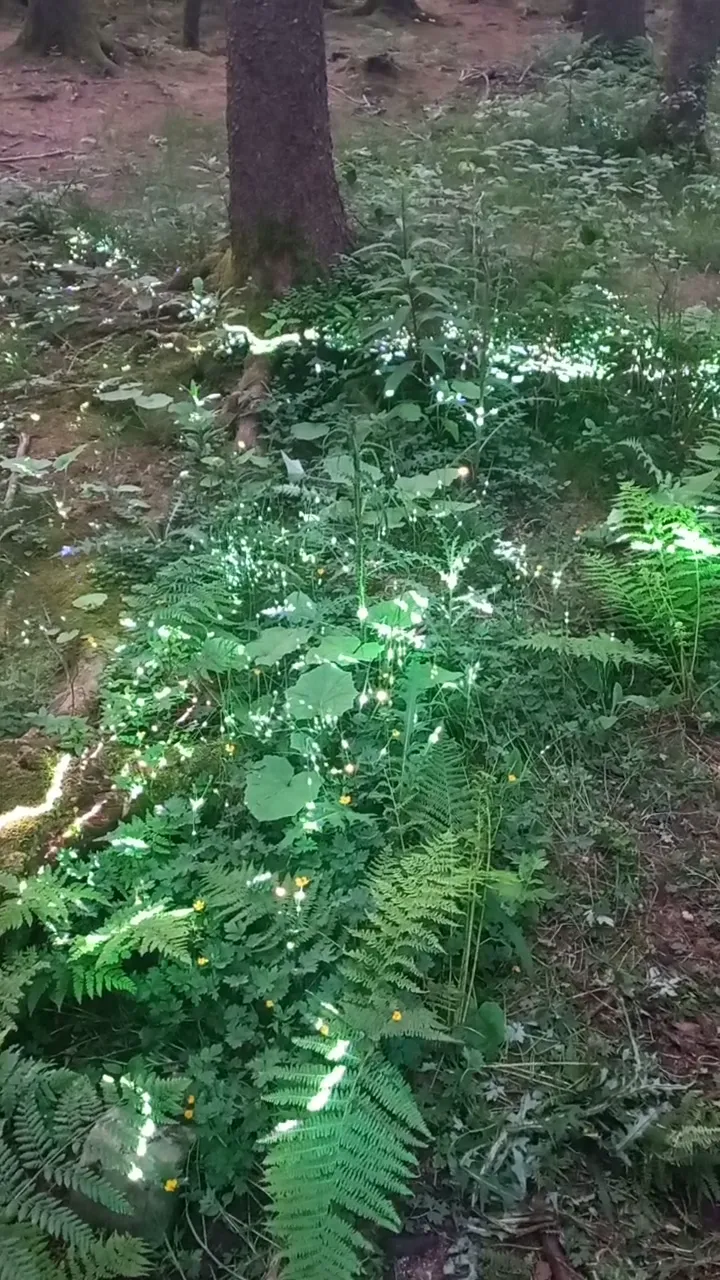 prin at la nature festival, ardennes (video)